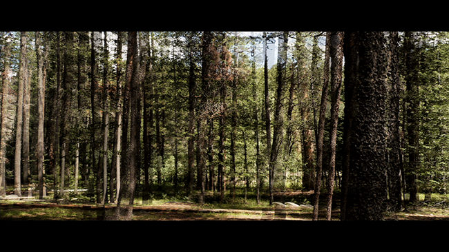 Woodman, Charles - St. Vrain's Woods (video still), 16 min. 10 sec. loop, 2013