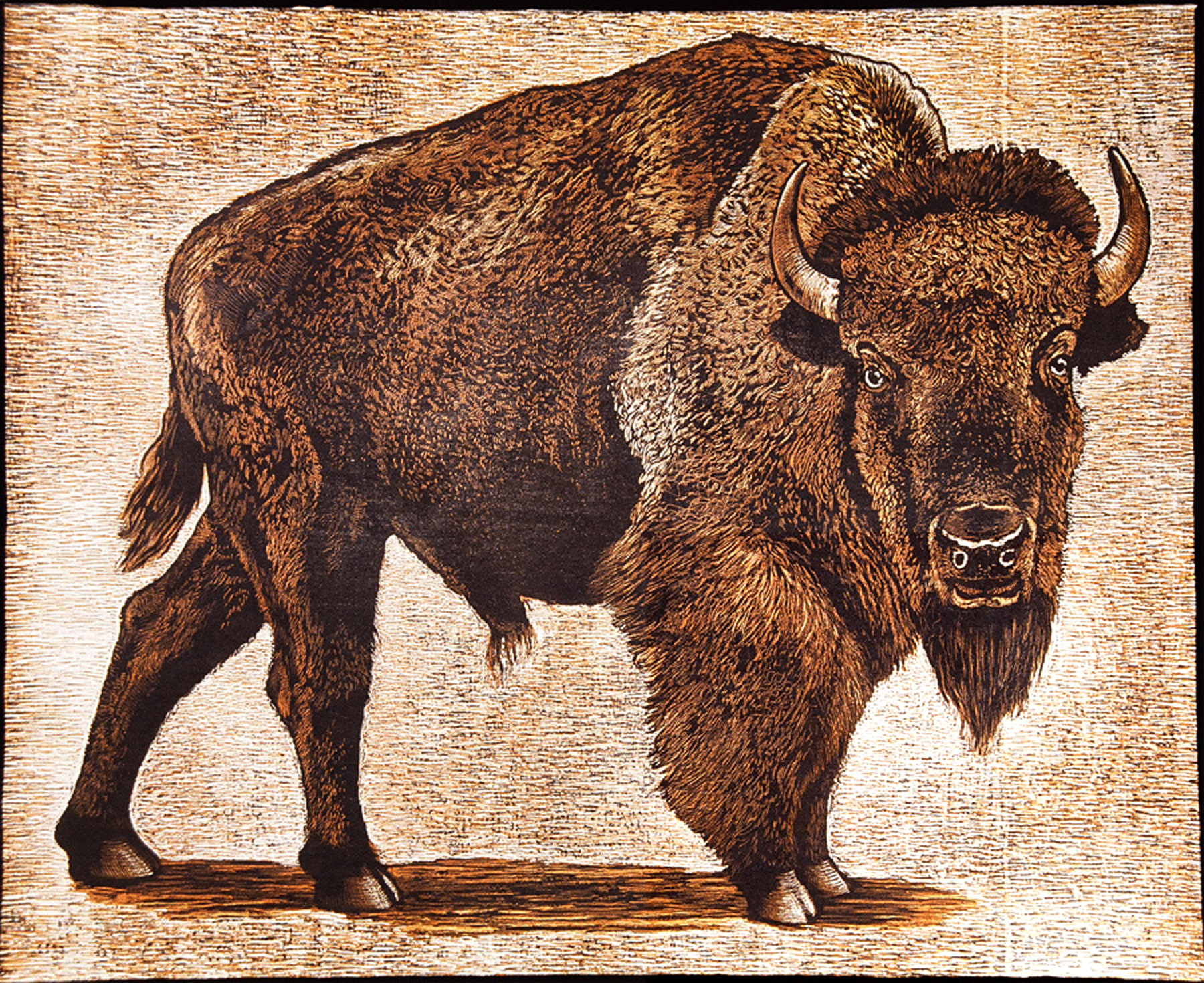 Genocide of the Conscience American Bison