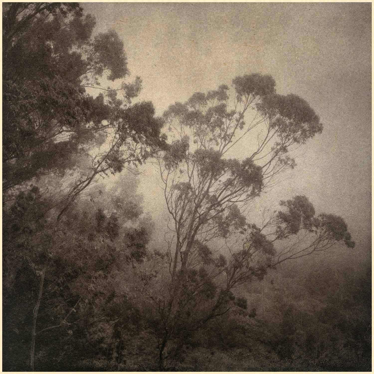 07-Eucalyptus