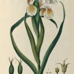 Visualizing Natural History: “Wild About Wildflowers,” Lloyd Library and Museum, September 9-November 18, 2017