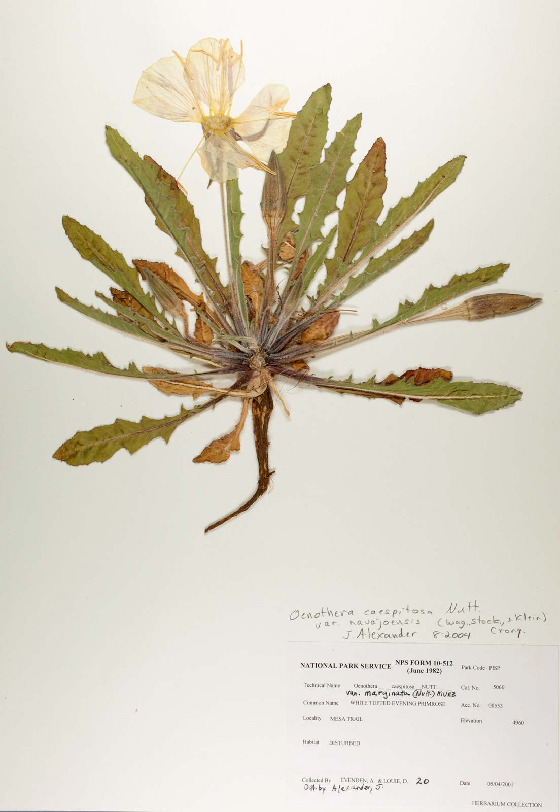 3 Herbarium-sheet-evening-primrose
